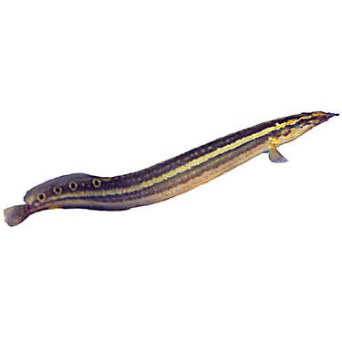 freshwater fish at petsmart|freshwater eel petsmart.